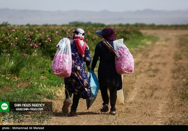 تصاویر/ برداشت گل محمدی در قم