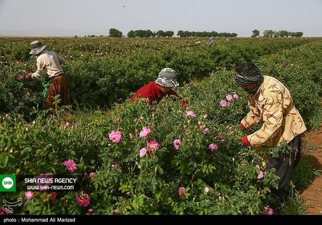 تصاویر/ برداشت گل محمدی در قم