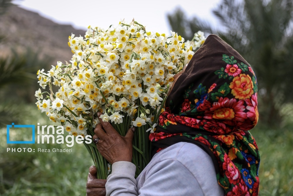 تصاویر | برداشت گل نرگس در کازرون