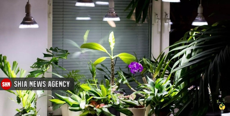 روش های استفاده از نور مصنوعی برای گیاهان